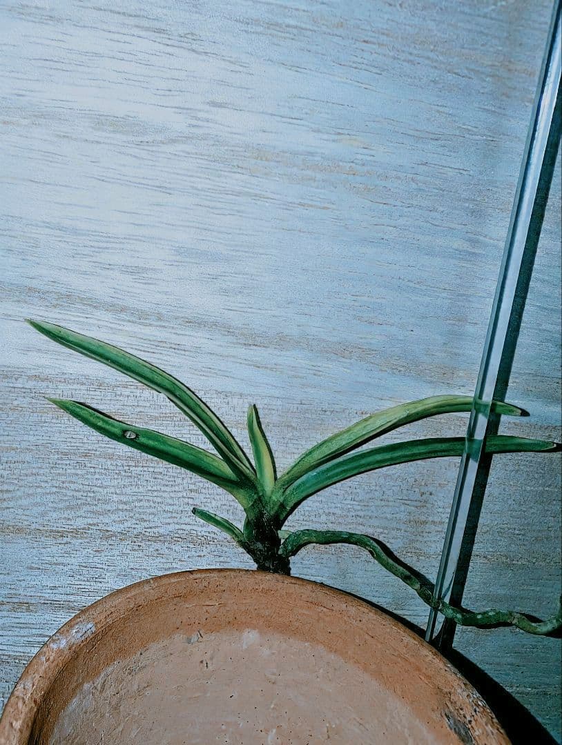 富貴蘭　至楽（少し贅沢な訳有り品…。）