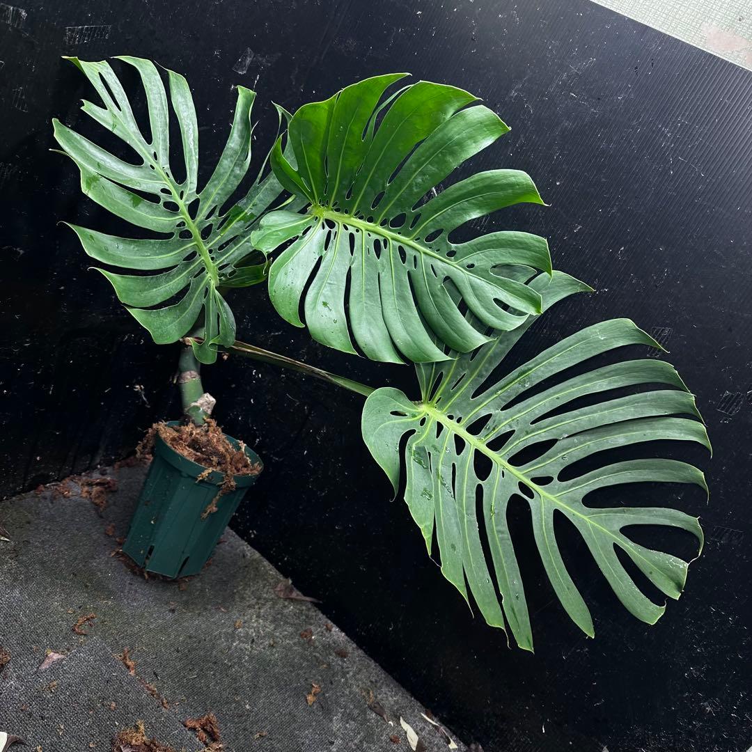 ナ*ル様 モンステラデリシオーサマクロコズム超希少系統鉢植え74㎝