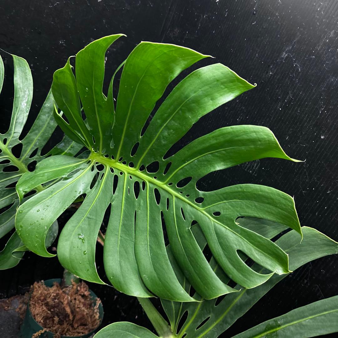 ナ*ル様 モンステラデリシオーサマクロコズム超希少系統鉢植え74㎝