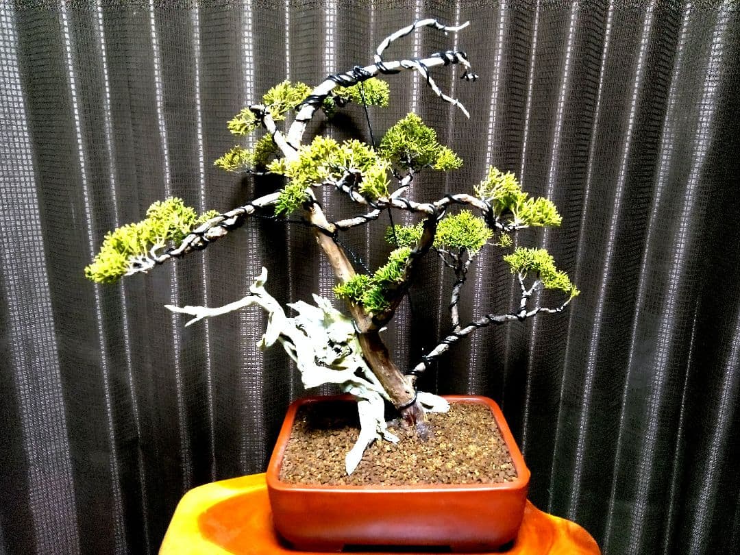 【中品 創作　真柏盆栽】⭕TANUKI創り、舎利100年❗