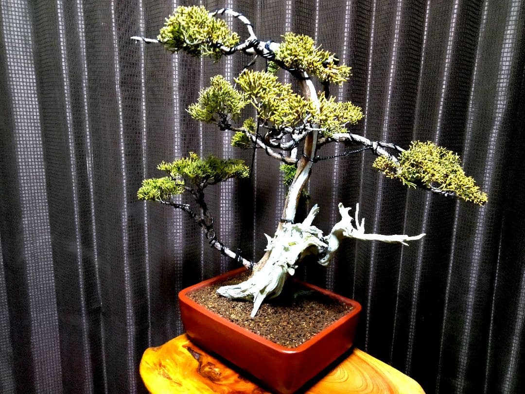 【中品 創作　真柏盆栽】⭕TANUKI創り、舎利100年❗