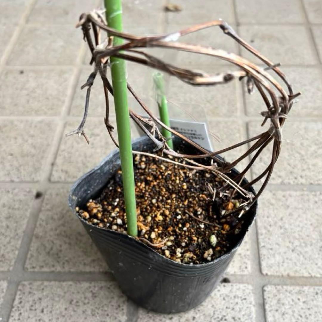 クレマチス　苗　マクロペタラ　ウェッセルトン　蔓　宿根草