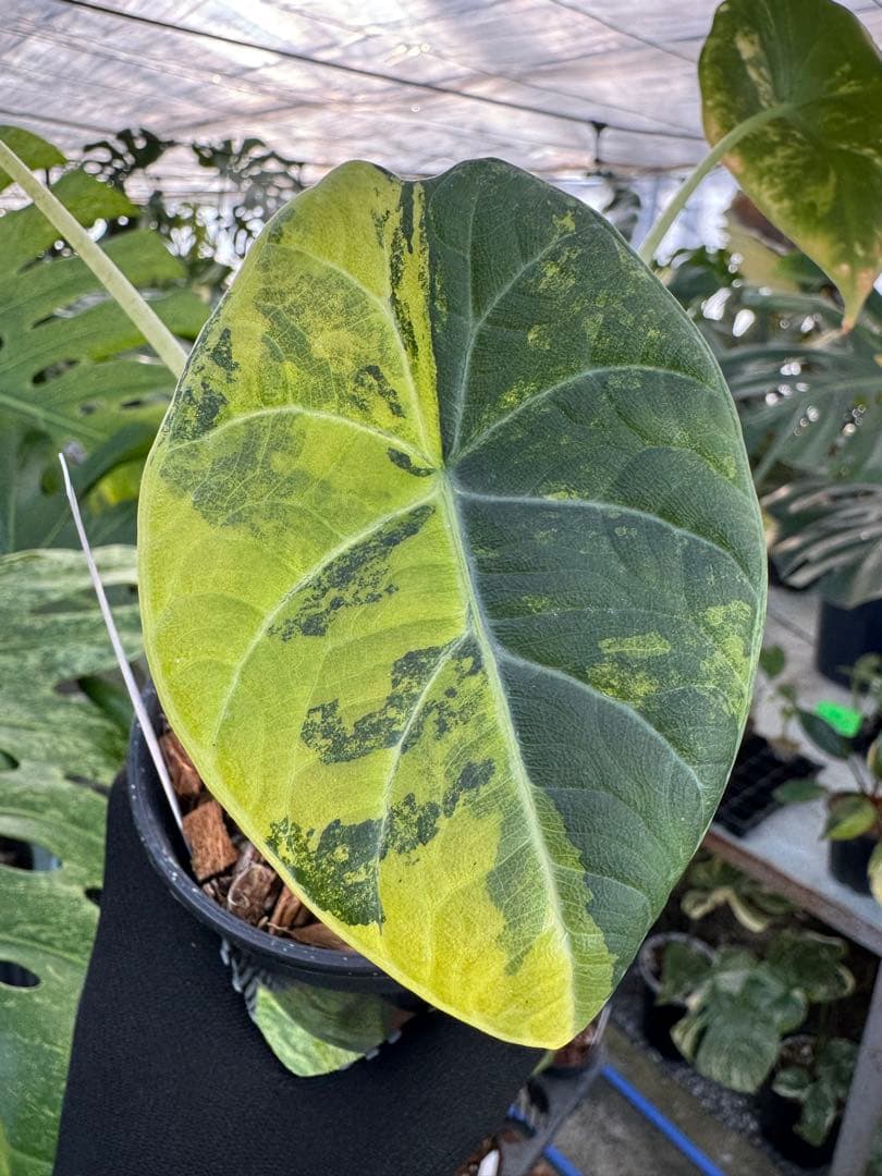 2 アロカシア　マハラニ　ゴールド　黄斑入り