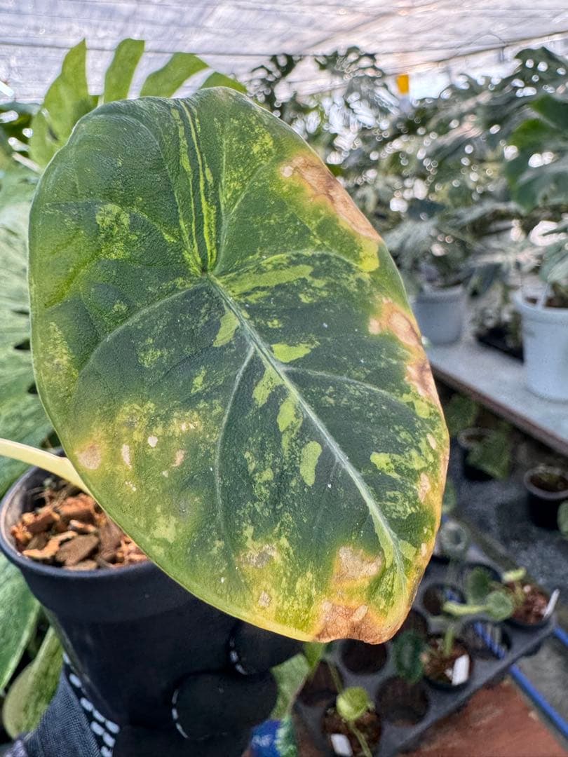 2 アロカシア　マハラニ　ゴールド　黄斑入り