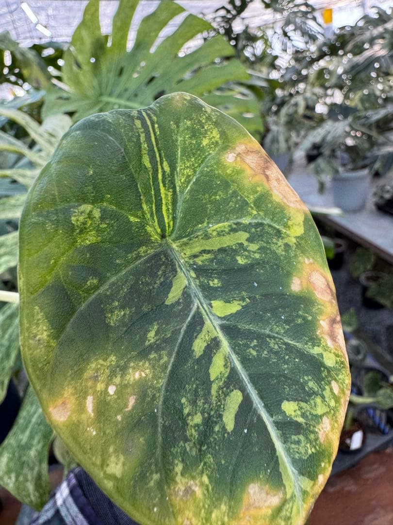 2 アロカシア　マハラニ　ゴールド　黄斑入り