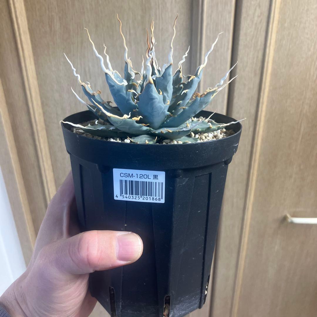 アガベ　ユタエンシス　エボリスピナ　陽炎　実生　選抜　青葉　塊根植物　チタノタ