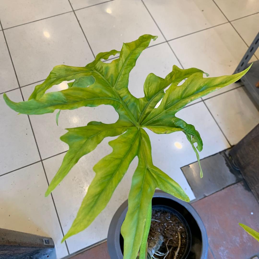 フィロデンドロン ゴールドリーフ ファイバー鉢 お皿付き