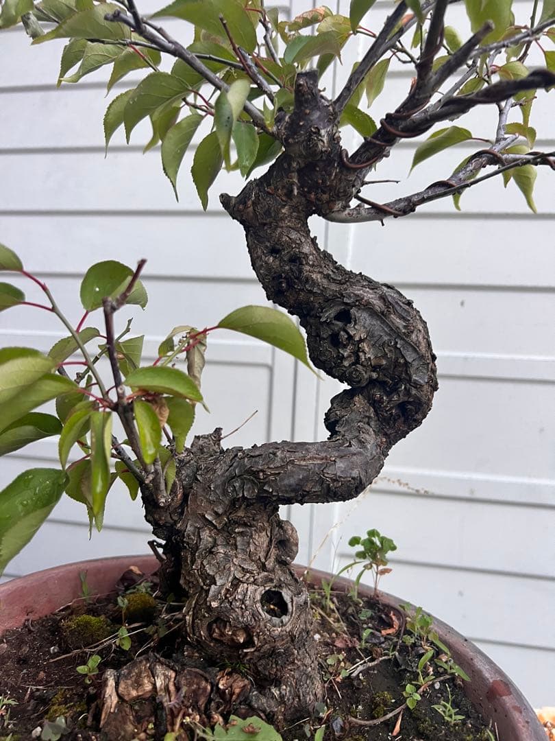 盆栽　紅梅　梅