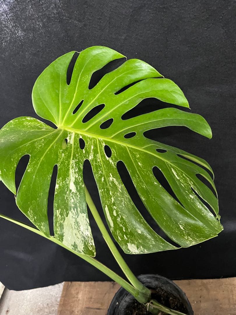 希少　斑入り　モンステラ　デリシオーサ　艶姿　白　ホワイト　散り斑