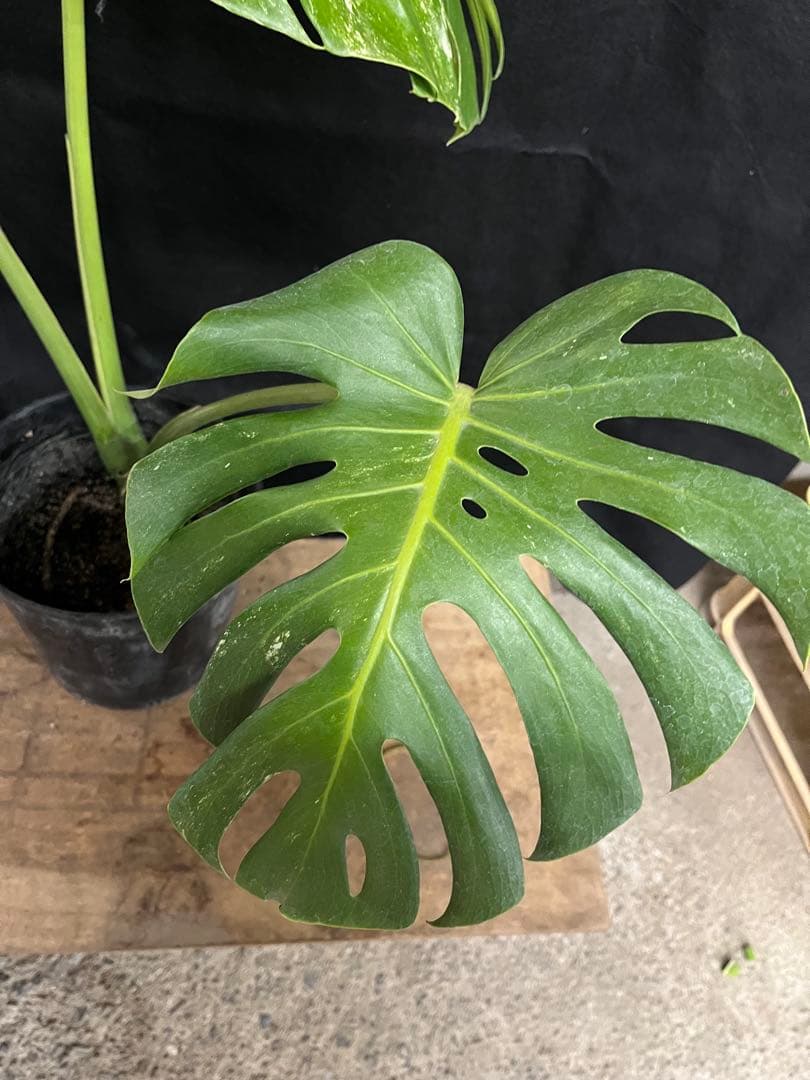 希少　斑入り　モンステラ　デリシオーサ　艶姿　白　ホワイト　散り斑