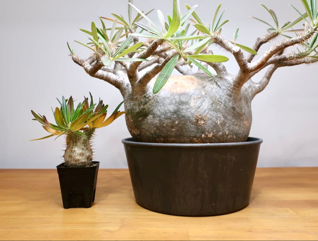 コレクション大株 パキポディウム グラキリス