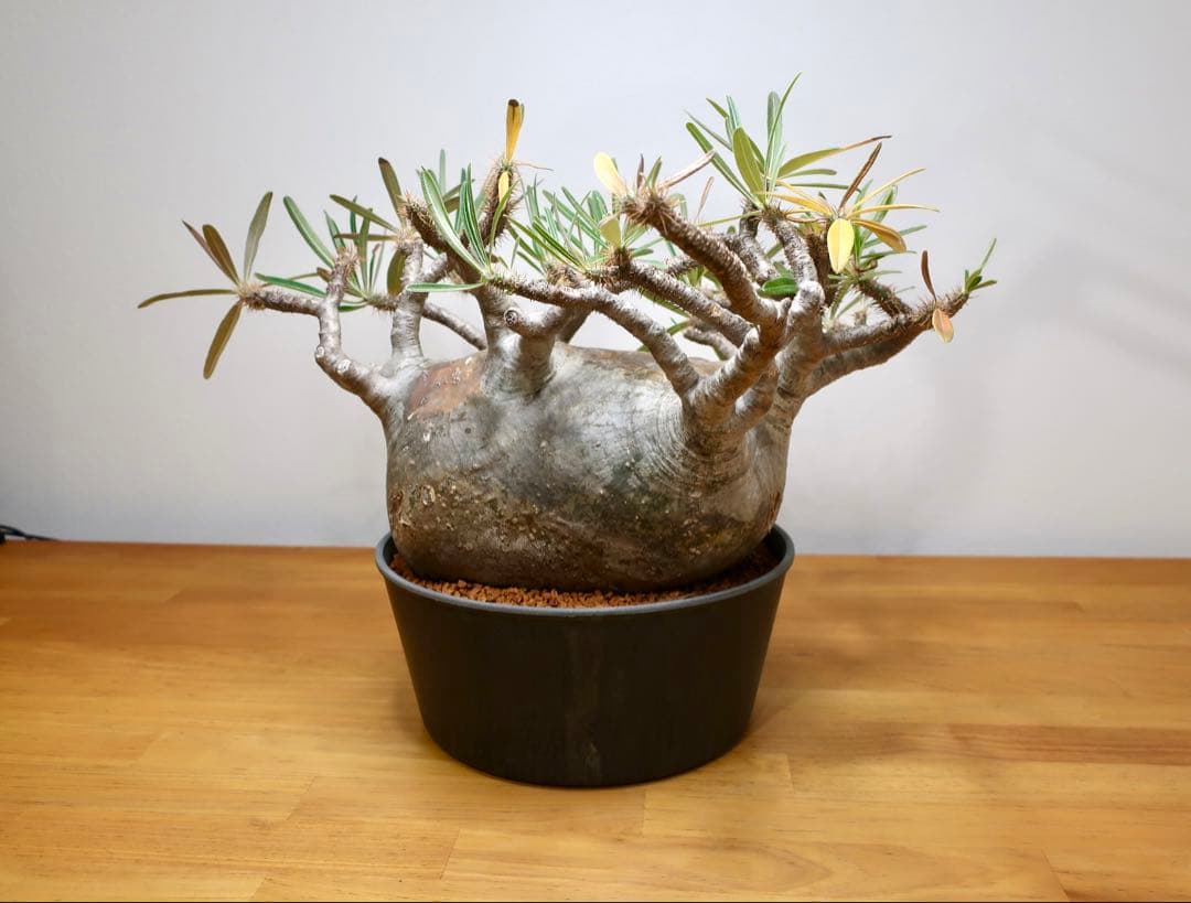 コレクション大株 パキポディウム グラキリス