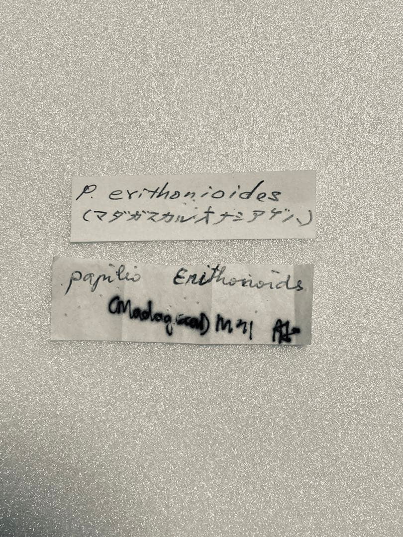 【2頭セット】マネシアゲハ、オナシアゲハ