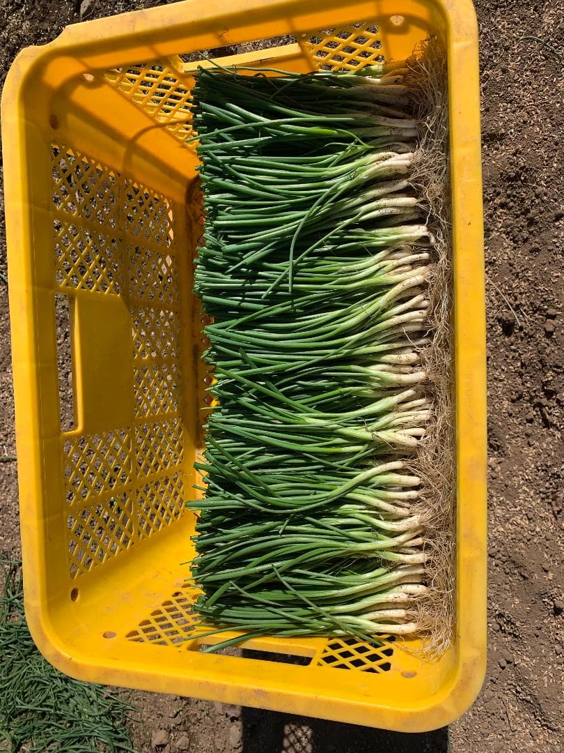 玉ねぎ 苗 ネオアース4000本! マテ茶様