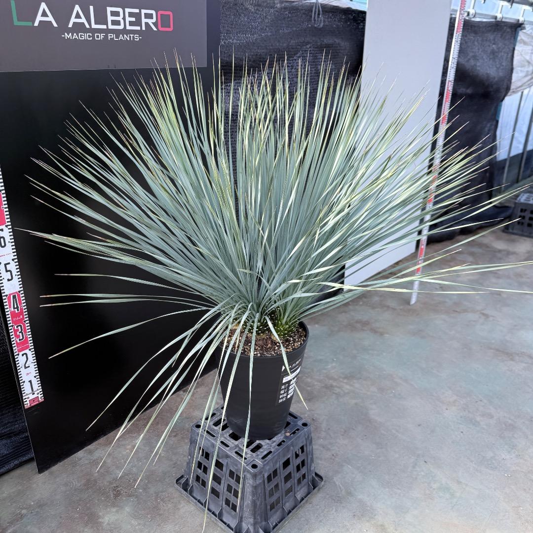 【AL1189】ユッカ　ロストラータ　ランチョブルー 　超希少４分頭