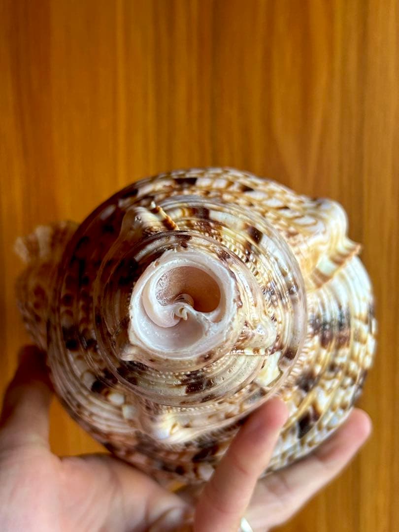 法螺貝　31cm 673g