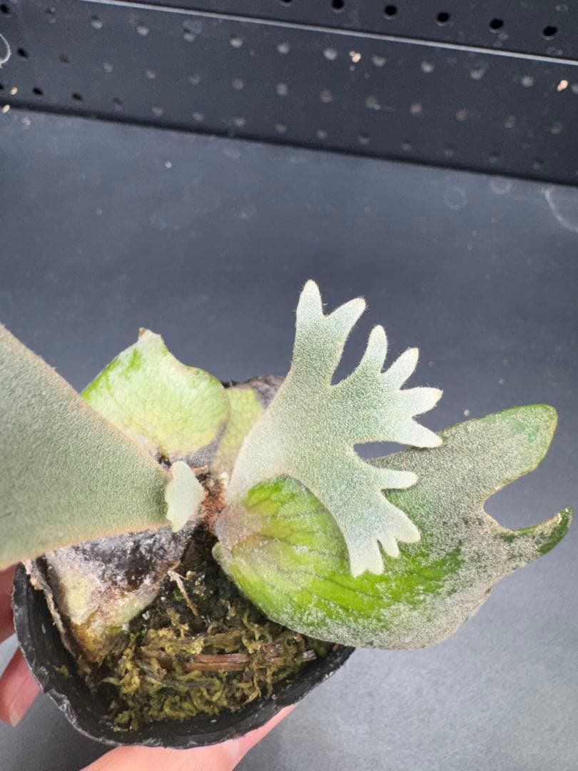 ビカクシダ　YMDS Totoro HHRナーセリータグ付け #347