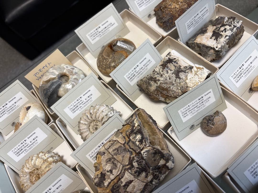 アンモナイト化石 約45個 セット