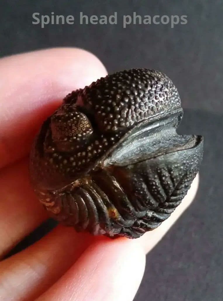 化石標本　三葉虫　希少種　スピニファー　特大