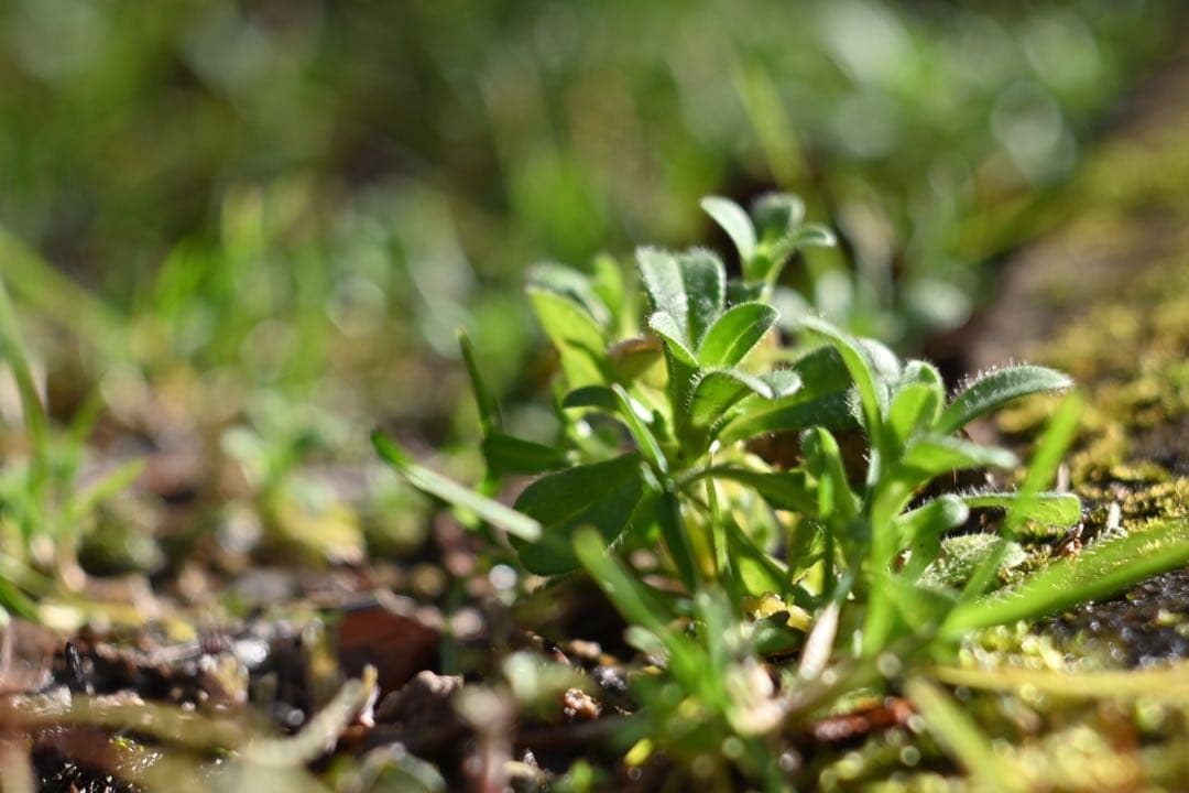 美品Carl Zeiss Jena Tessar 2.8/50mm M42