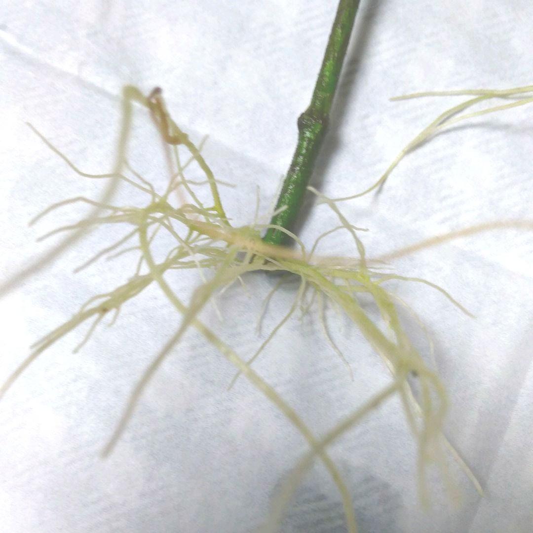 盆栽用に～クチナシ2本・