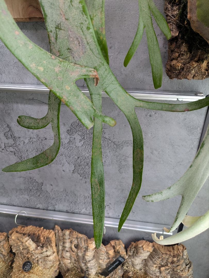 P.willinckii ' White rose 'ホワイトローズ ビカクシダ