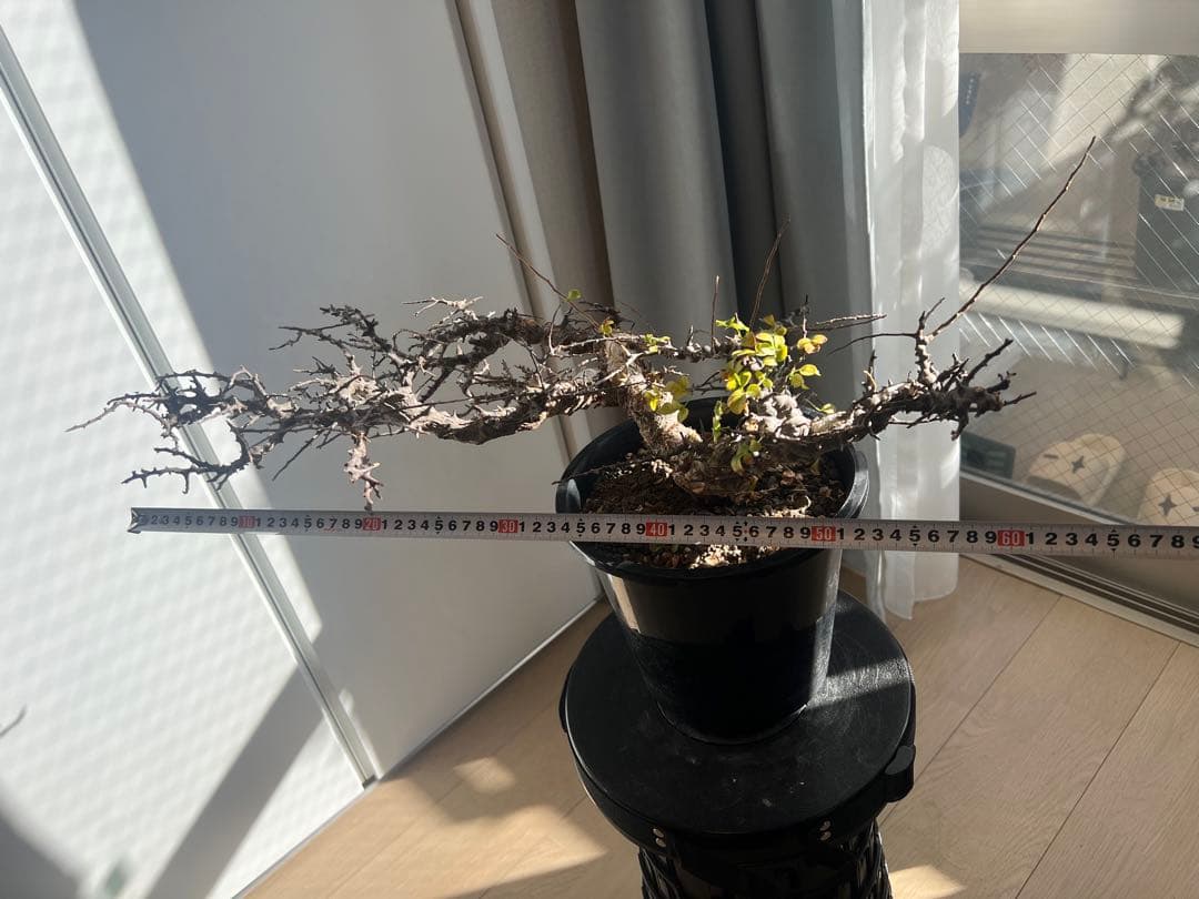 【発根済】コミフォラ エイル　灌木 塊根