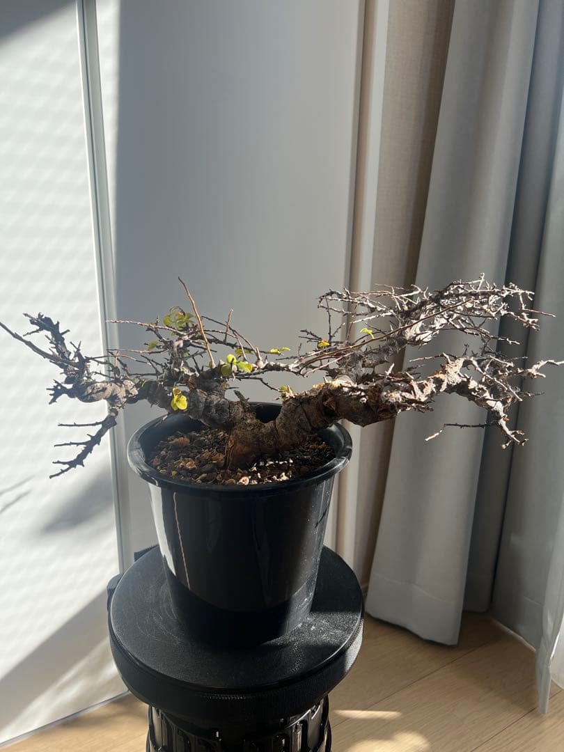 【発根済】コミフォラ エイル　灌木 塊根