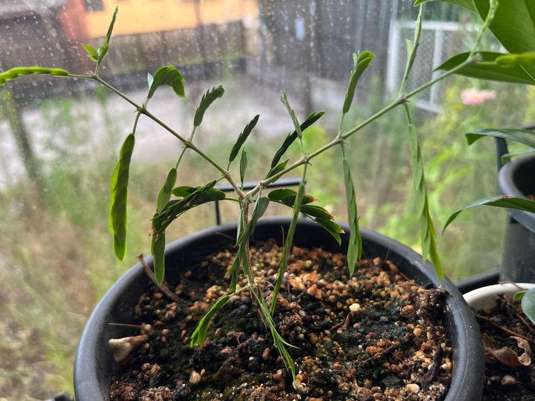 【激レア】リグナムバイタ・癒瘡木の越冬した実生苗1