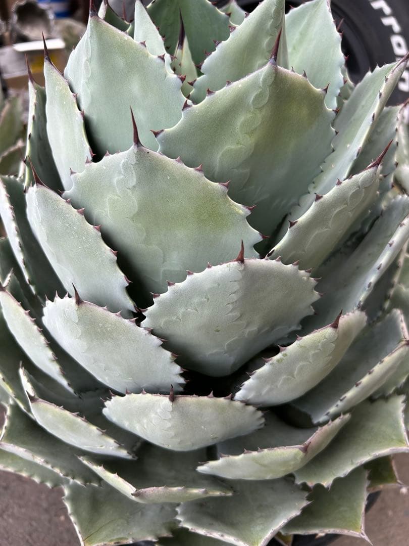 特大パリー　吉祥天　アガベ