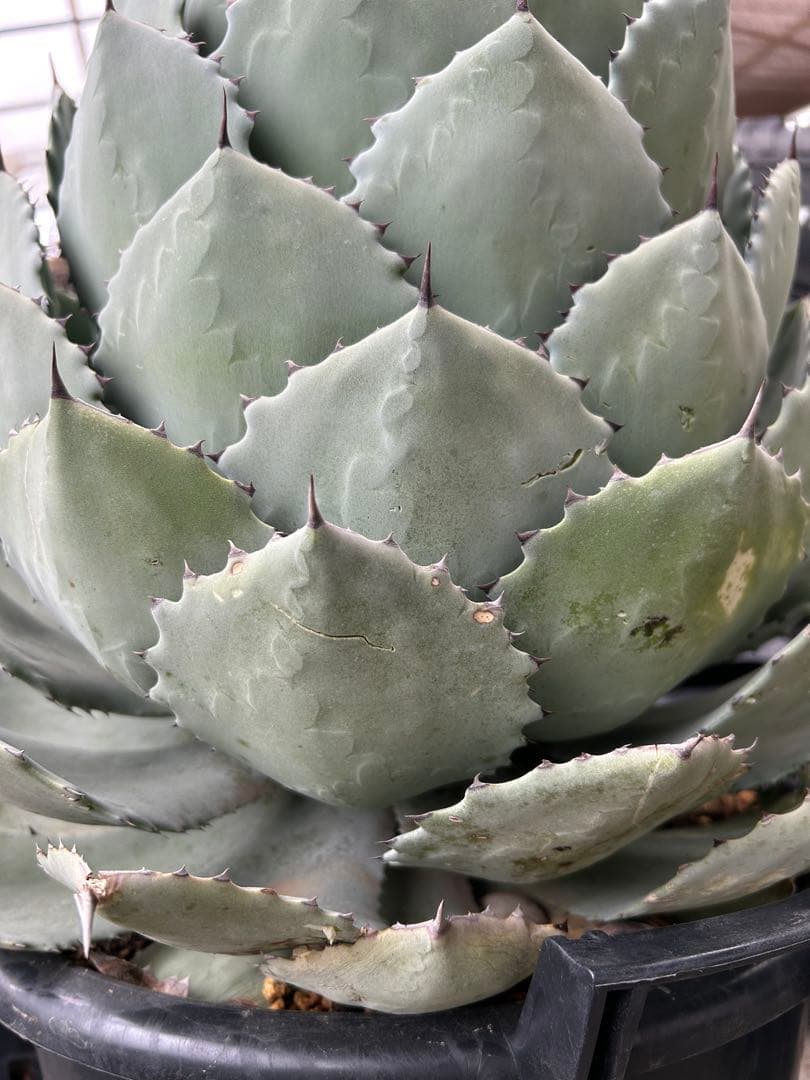 特大パリー　吉祥天　アガベ