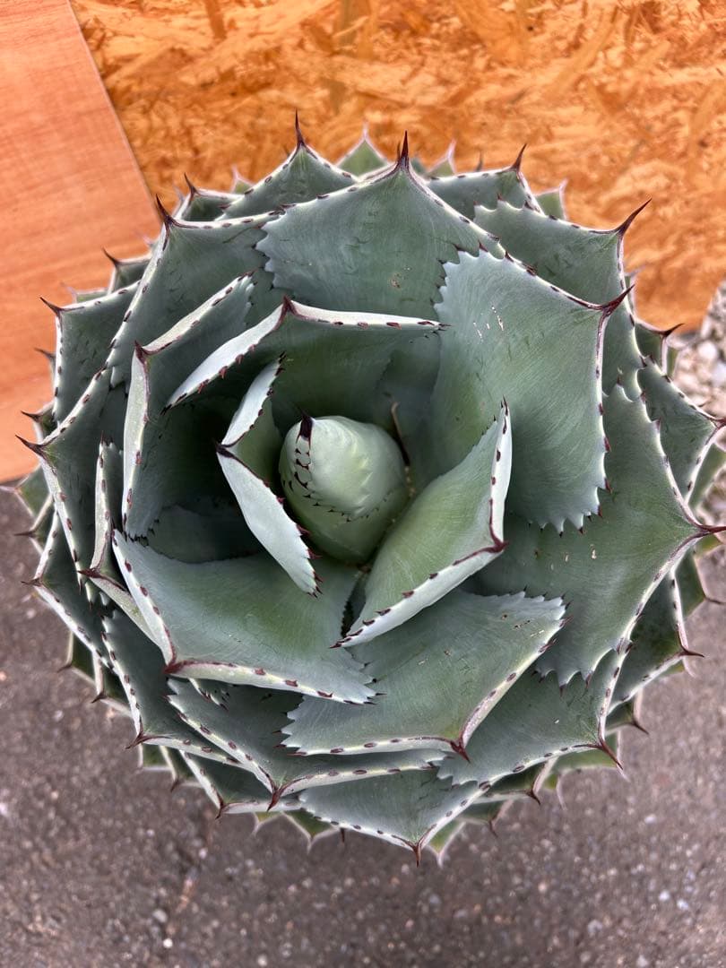 特大パリー　吉祥天　アガベ