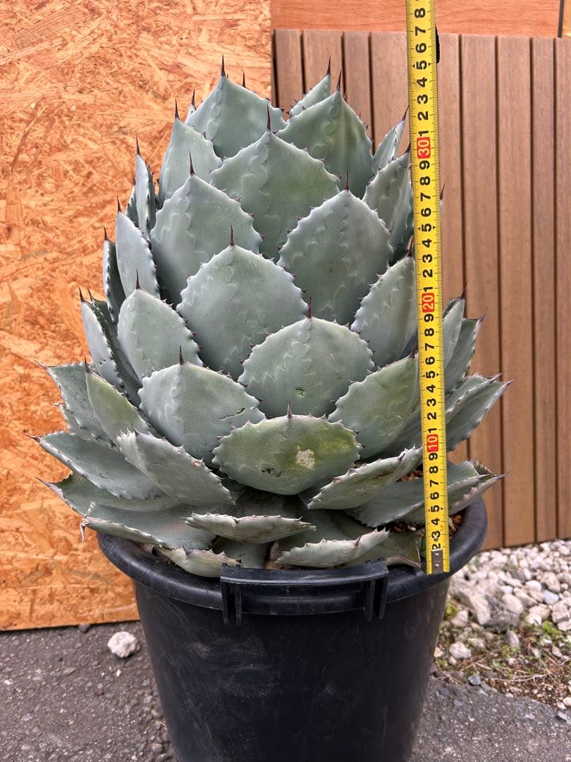 特大パリー　吉祥天　アガベ