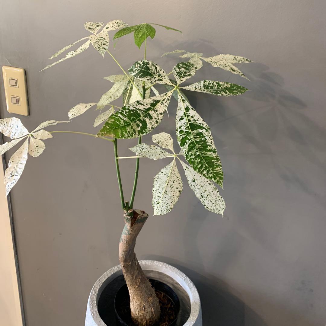 シルバーボーイ