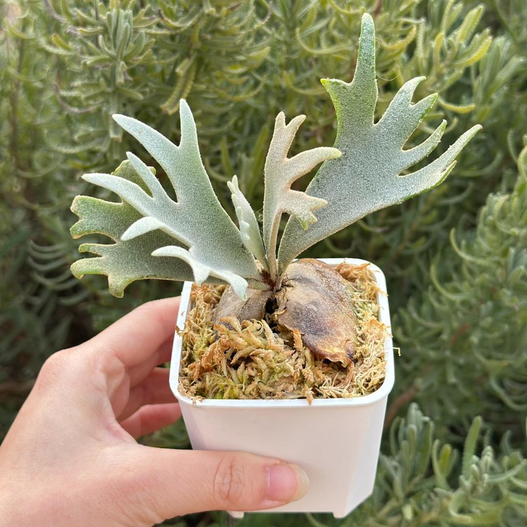 Yellow moon dwarf ’totoro’ sporeling 509