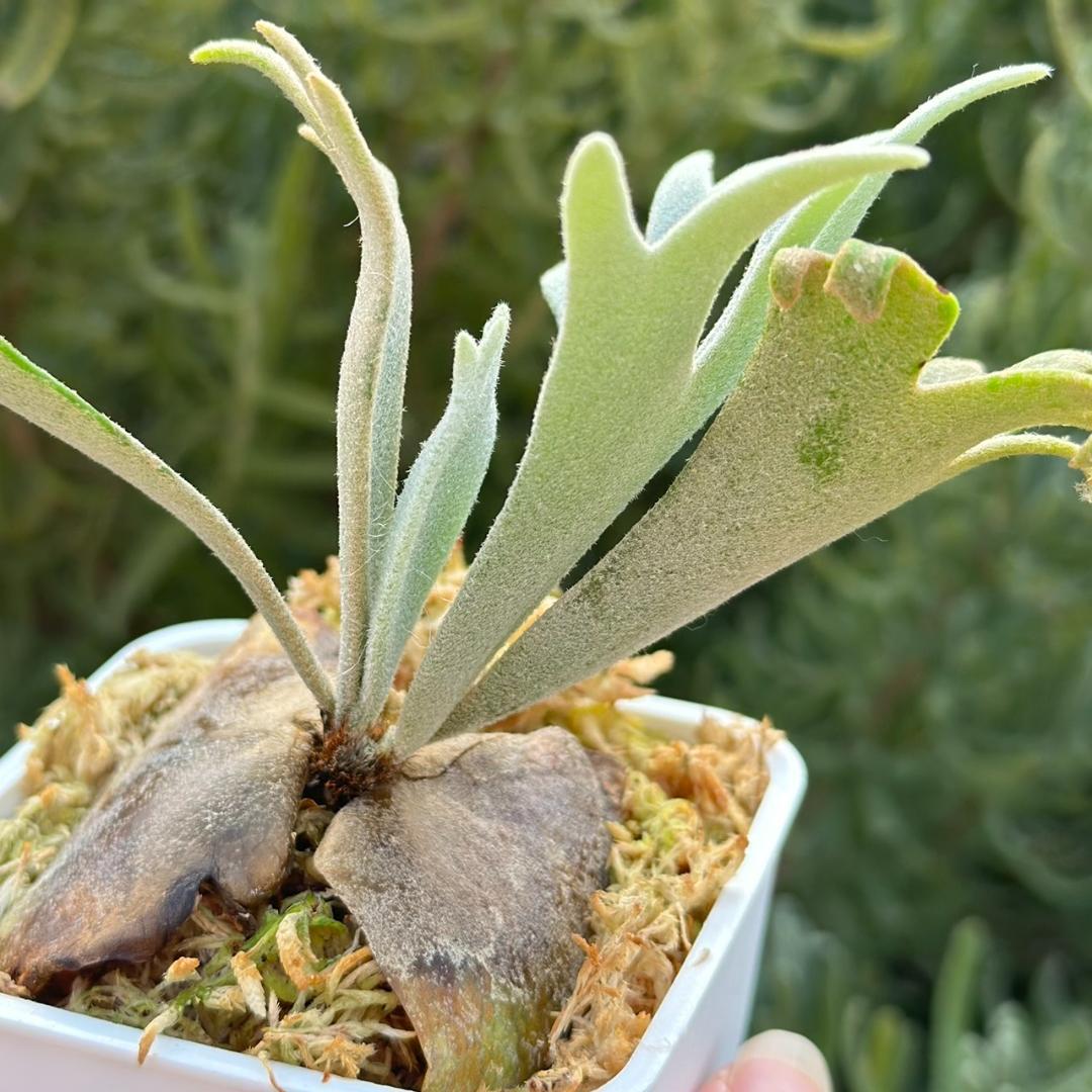 Yellow moon dwarf ’totoro’ sporeling 509