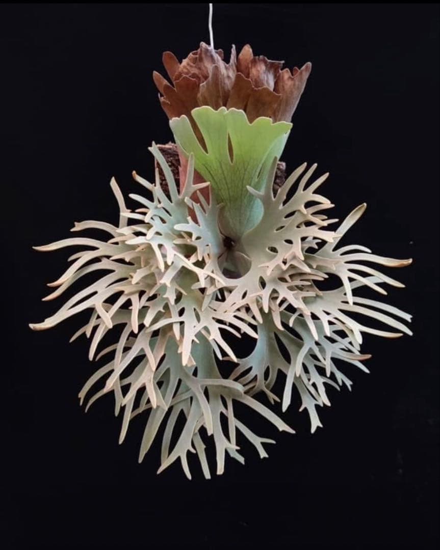 Yellow moon dwarf ’totoro’ sporeling 509