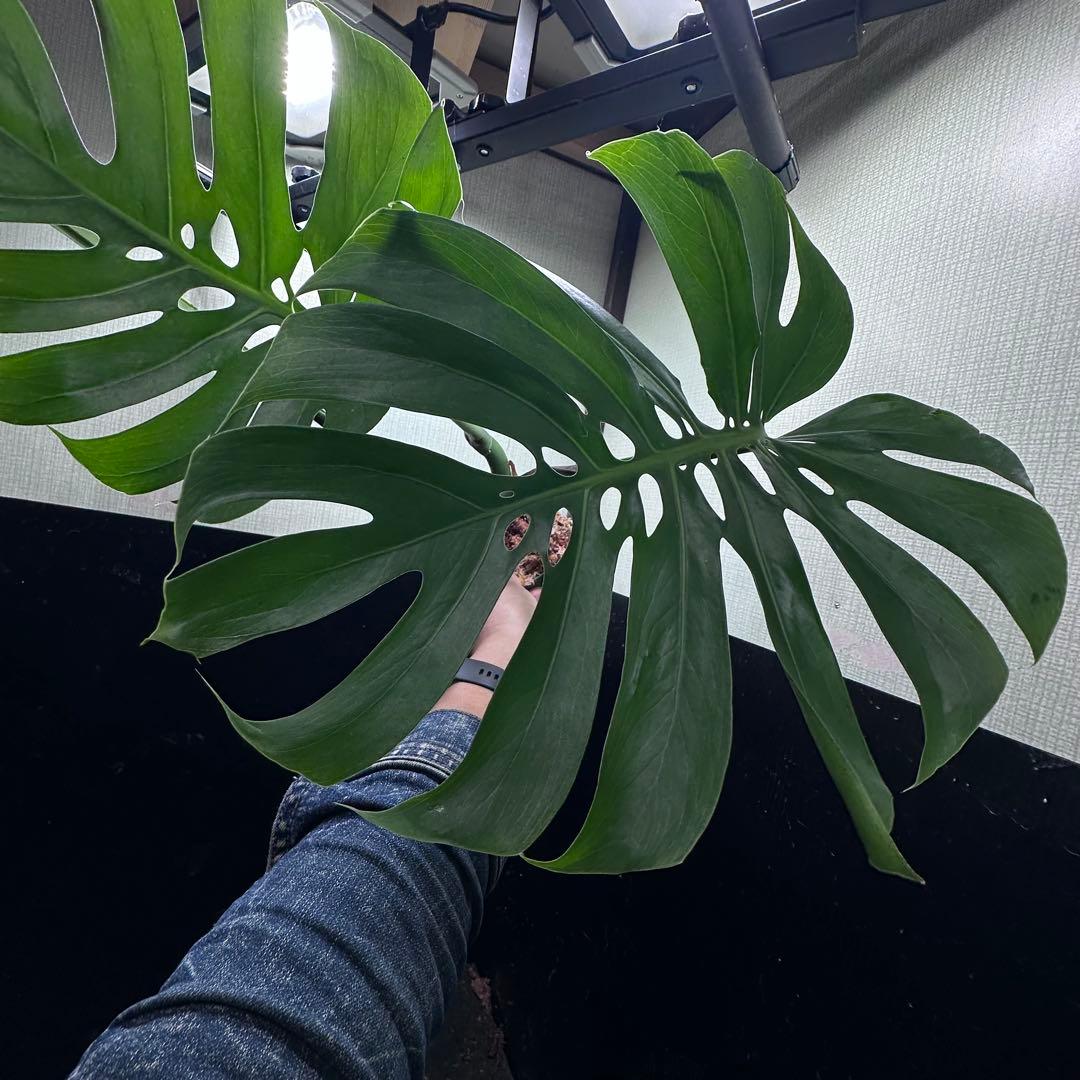 モンステラデリシオーサマクロコズム超希少系統鉢植え67㎝