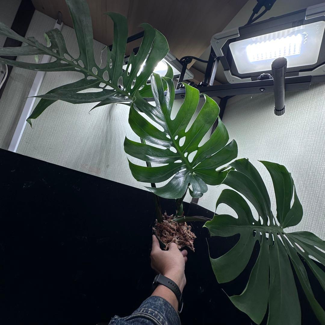 モンステラデリシオーサマクロコズム超希少系統鉢植え67㎝
