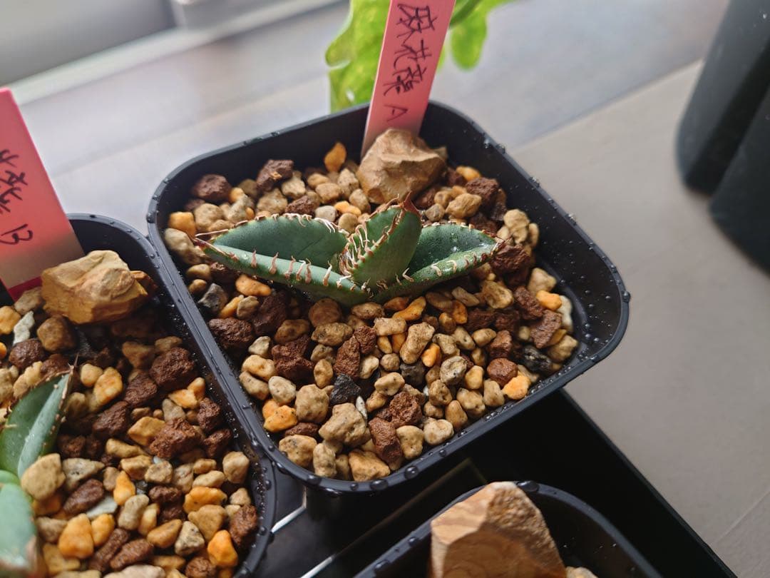 アガベ 麻花龍OC良株