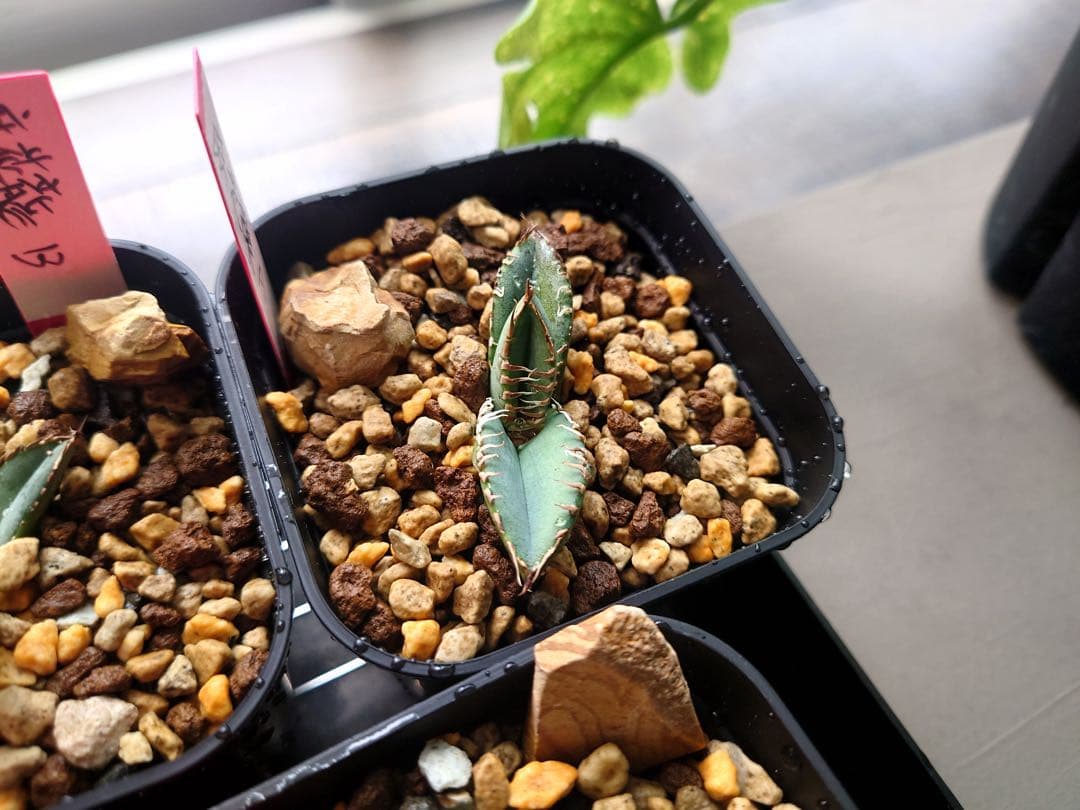 アガベ 麻花龍OC良株