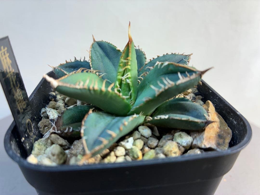 アガベ 麻花龍OC良株