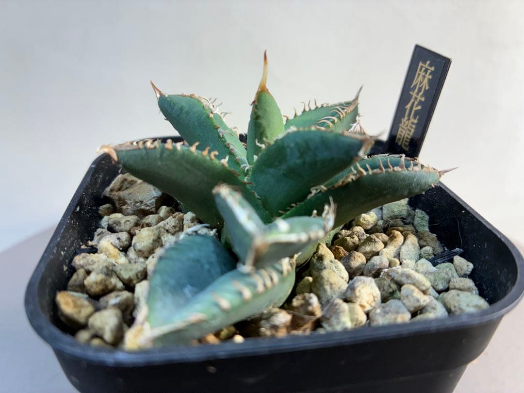 アガベ 麻花龍OC良株