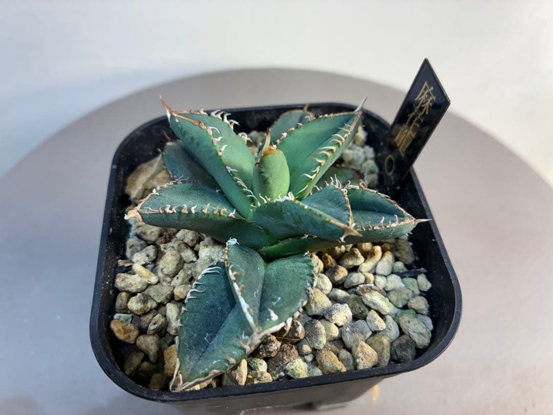 アガベ 麻花龍OC良株