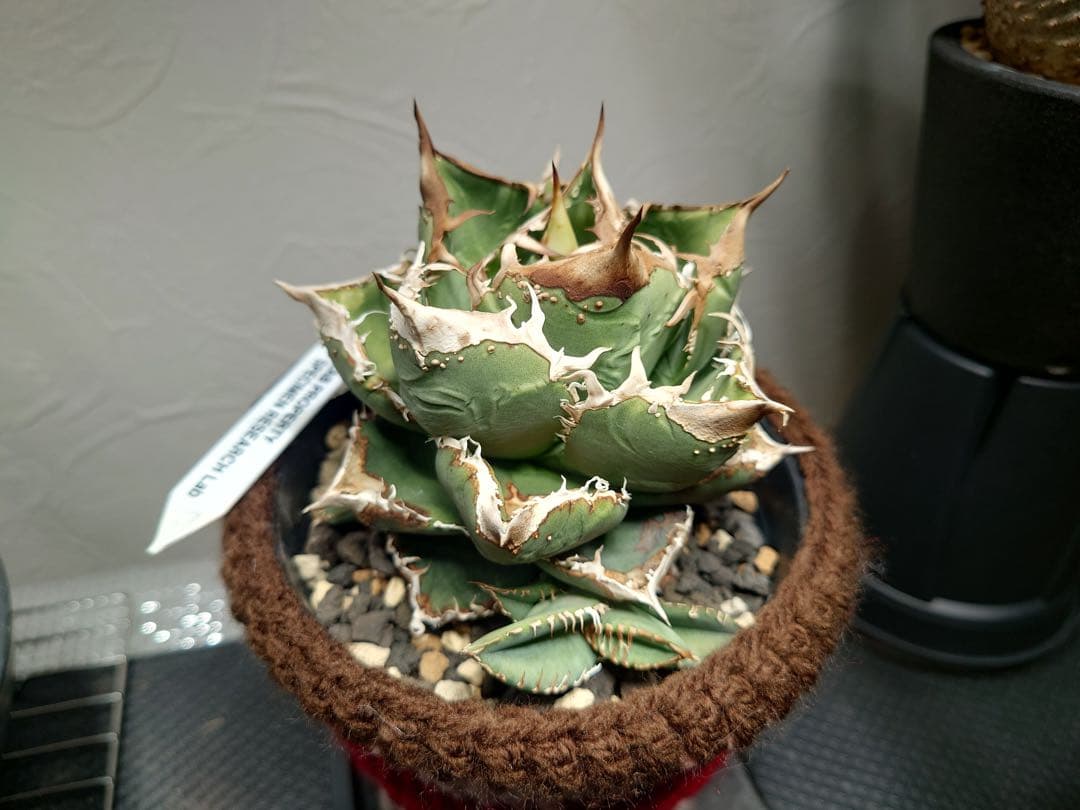 アガベ 麻花龍OC良株