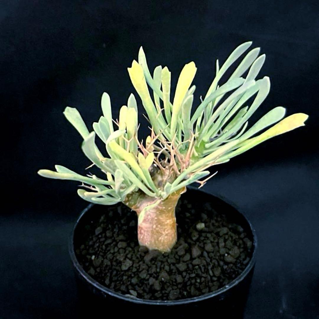 サルコカウロン ペニクリナム ユーフォルビオイデス カカリオイデス 3株セット