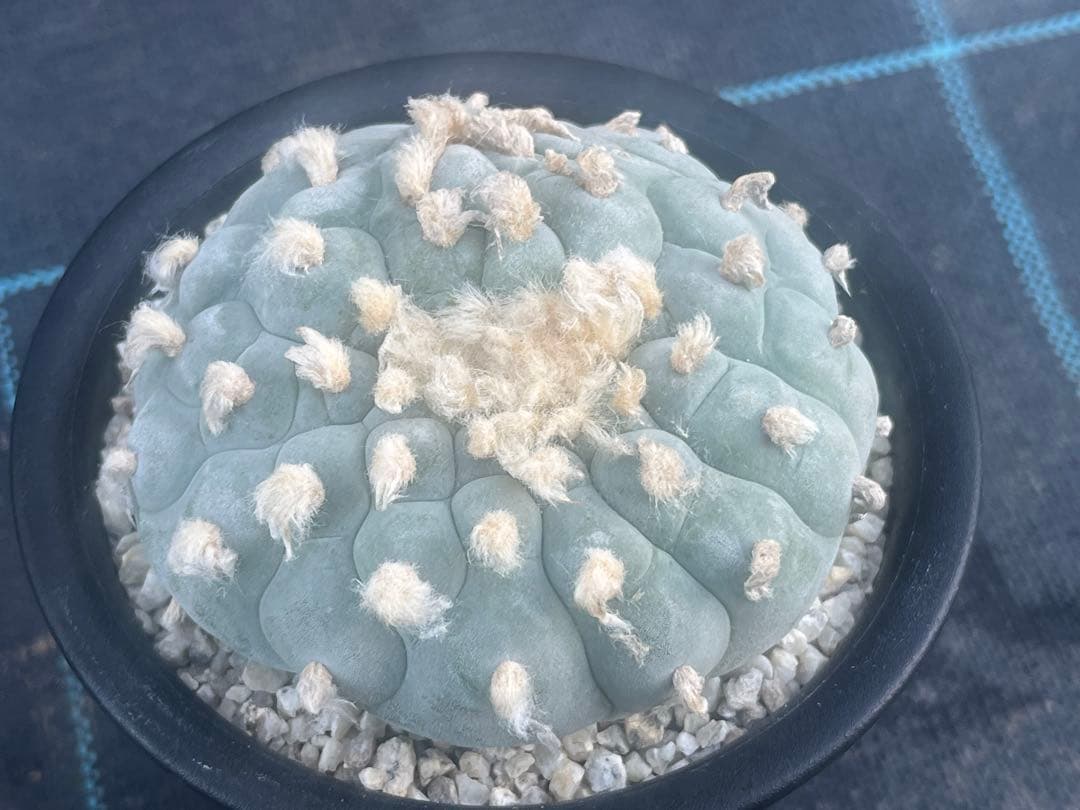 ロフォフォラ　銀冠玉モンスト綴化