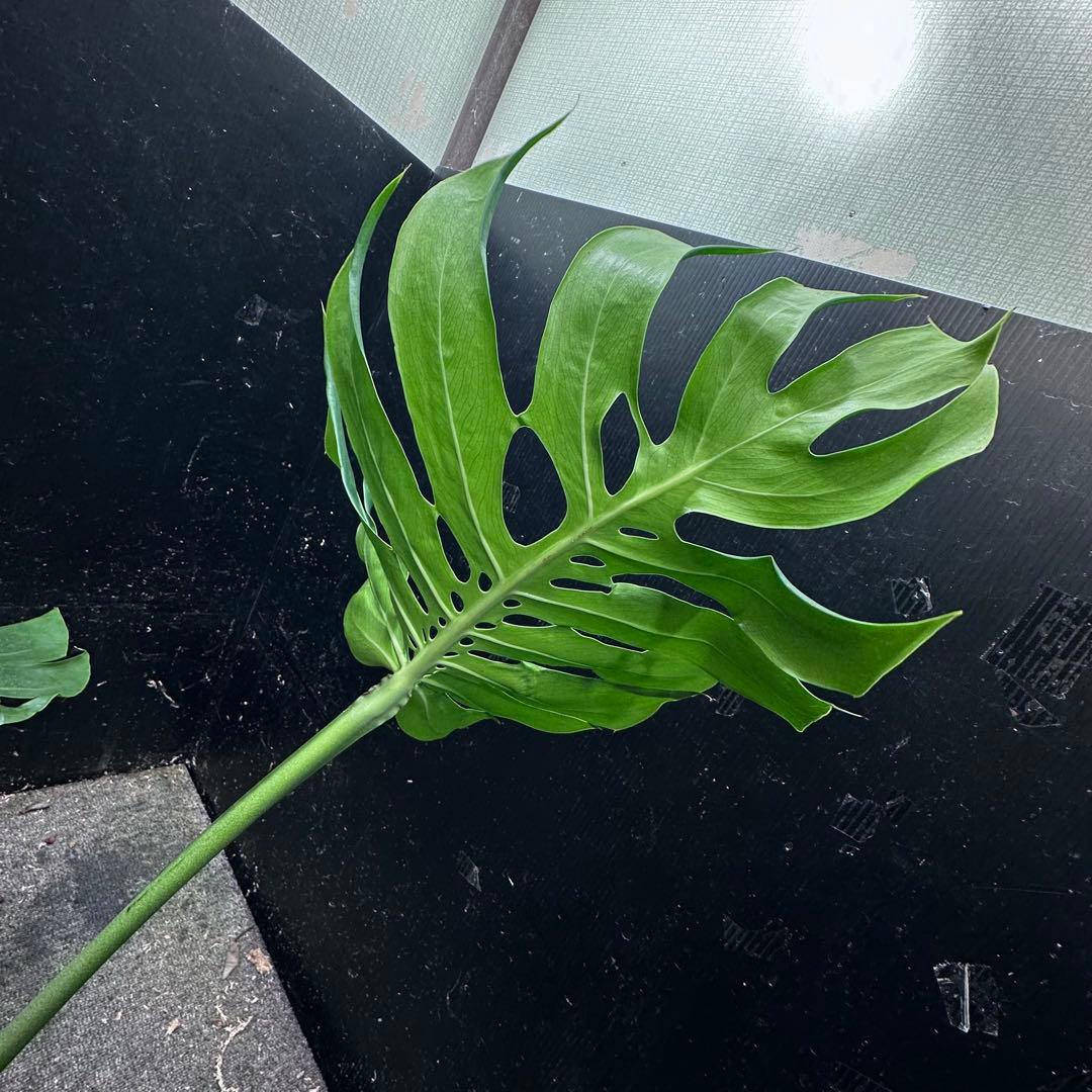 磯*孝様 モンステラデリシオーサマクロコズム超希少系統鉢植え78㎝