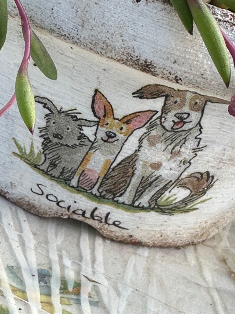 多肉植物 ☆リメ鉢寄せ植え