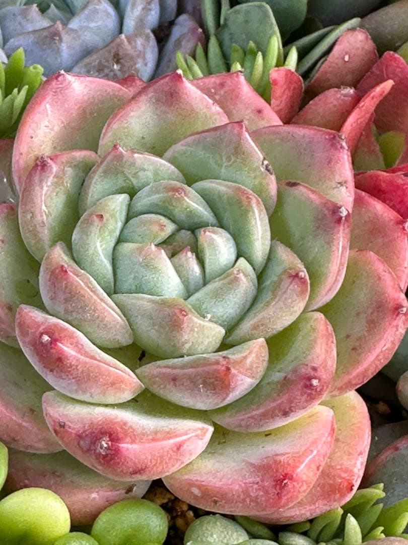 多肉植物 ☆リメ鉢寄せ植え